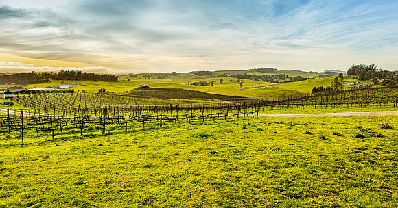 Sonoma Valley Wine Country II